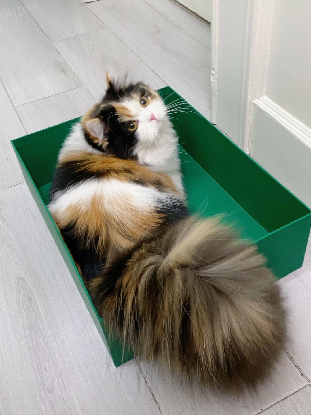 姨姨们看过尾巴开花的小猫吗