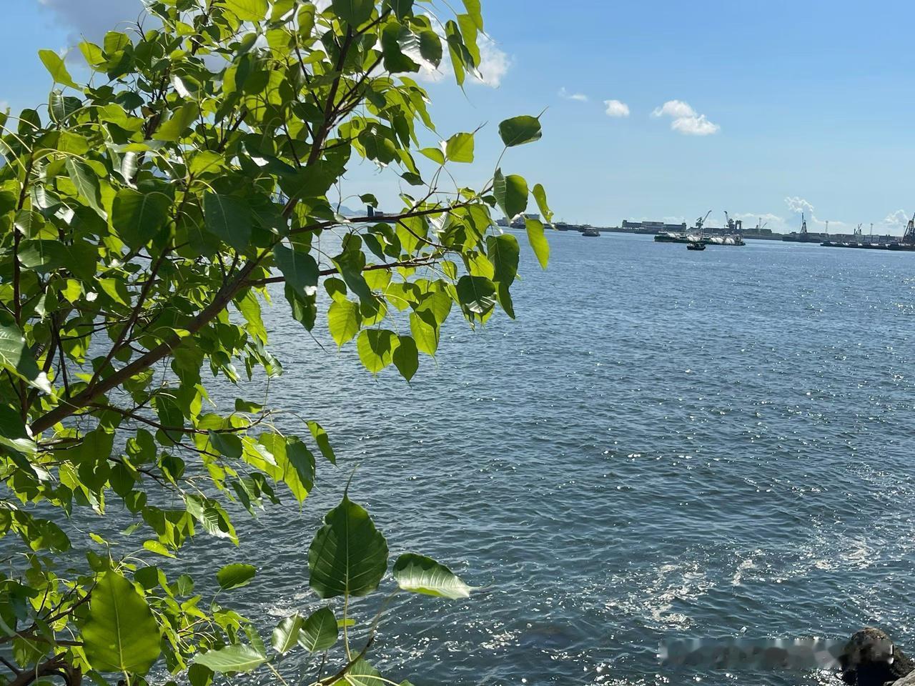 港校的学费和留位费一年比一年高，申请港校的难度也逐年提高。朋友家女儿申到港大人工