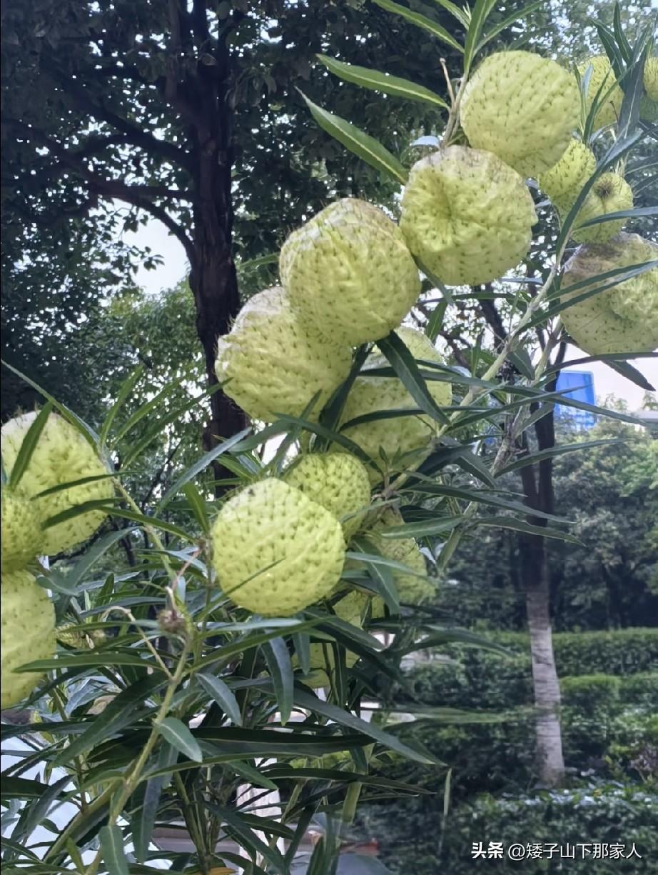 啥果果？之前没有见过呢
