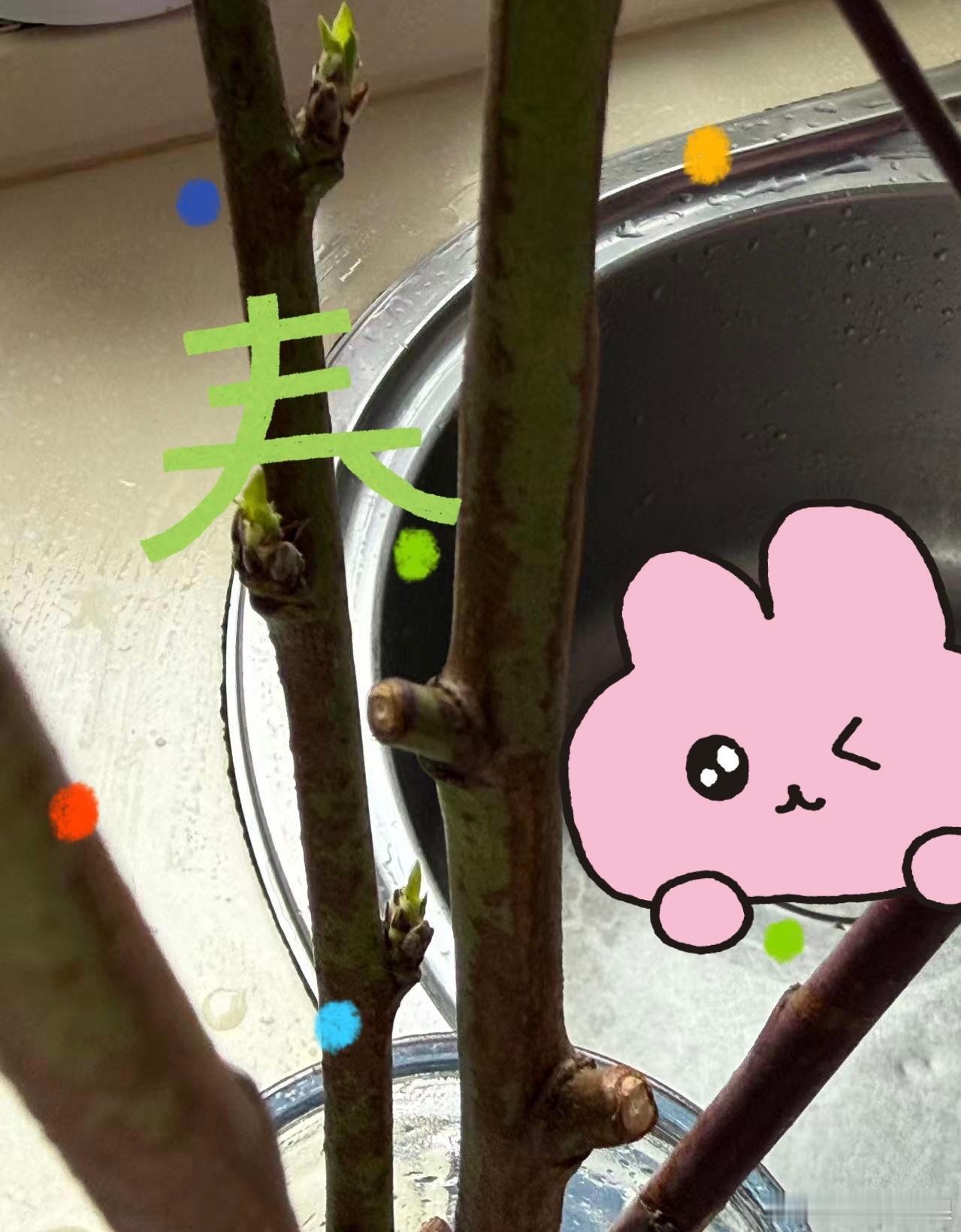 枯木逢春 以春为始 今年四季我们还要一起走