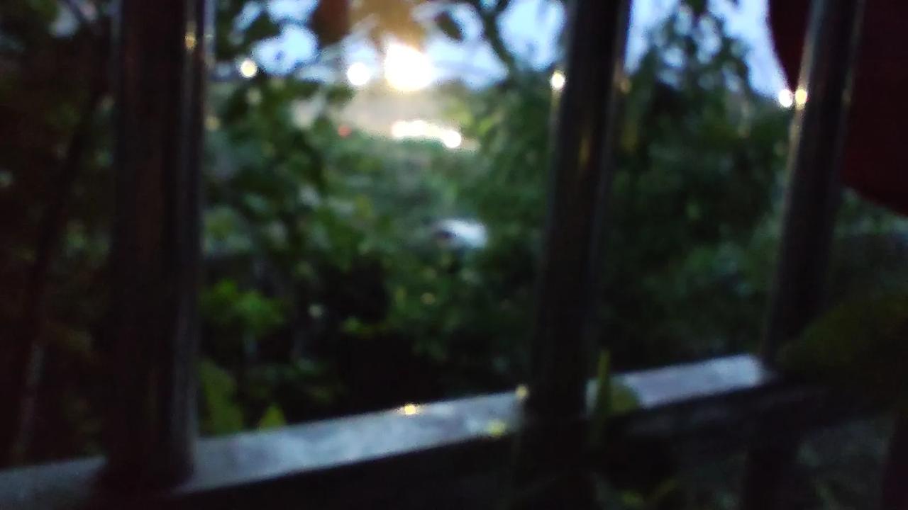 晨曦中渐渐苏醒的阳台绿植！