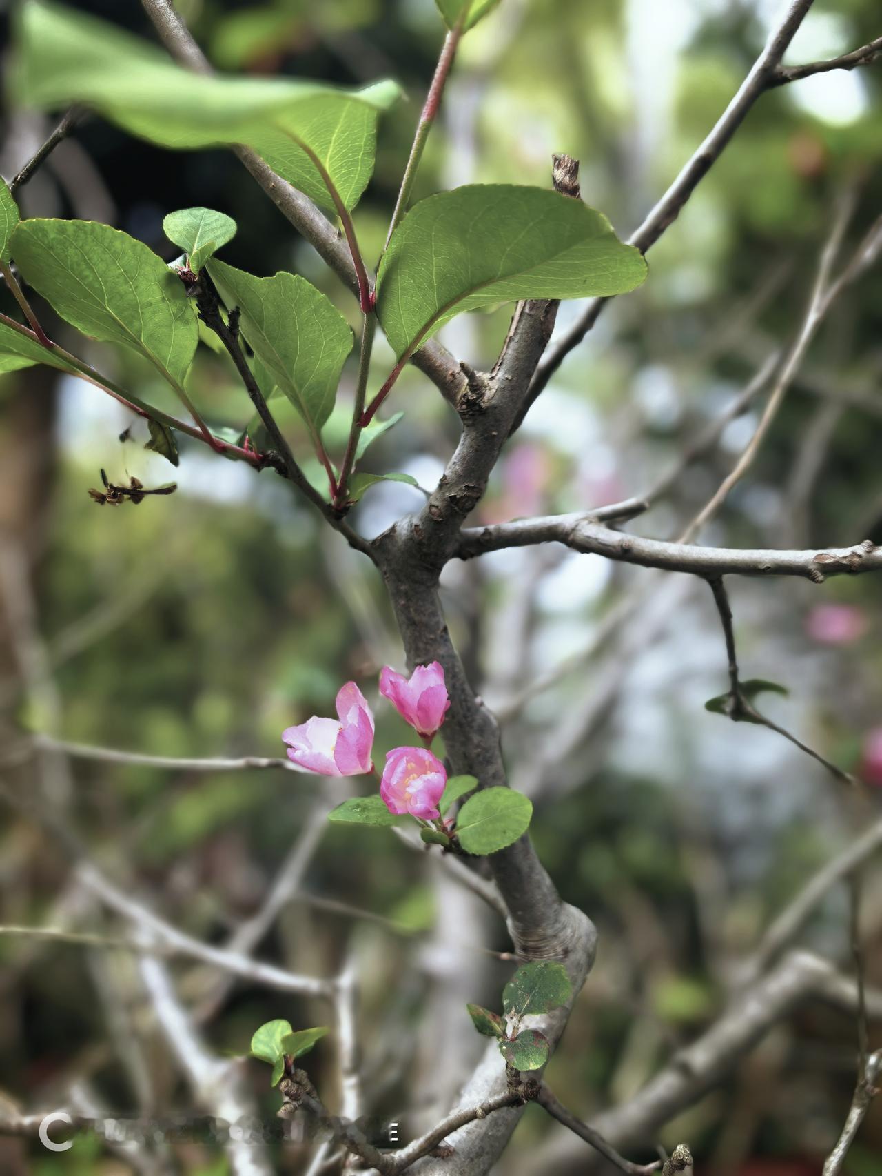 心梗，最要命，突发性疾病，最近户外群有个徒步爱好者，五十左右，突发心梗去世，他喜