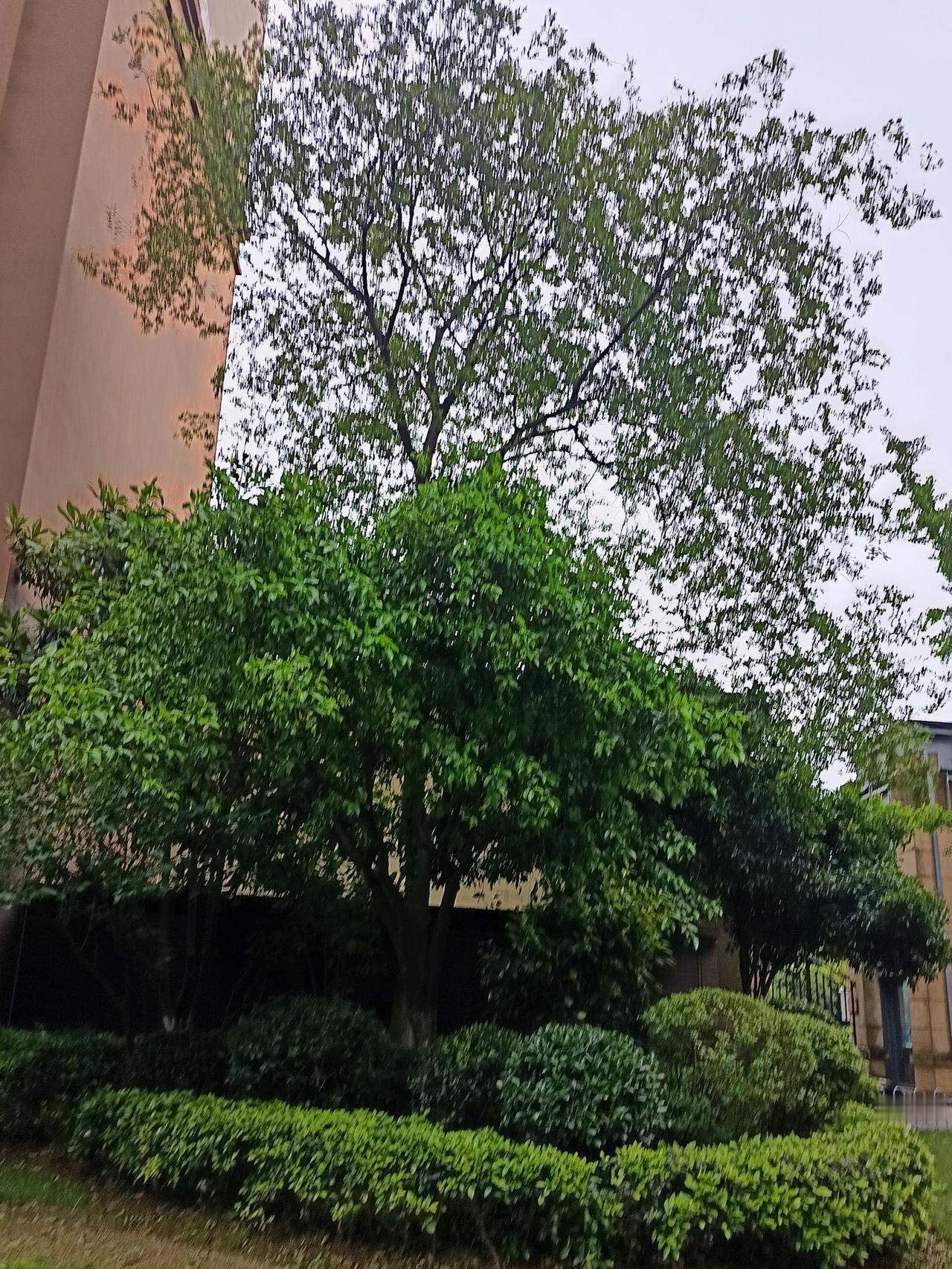 牙根上长了一个脓包，吃消炎药也没完全好，又去医院挂了四瓶吊水，虽然脓包小了一些，