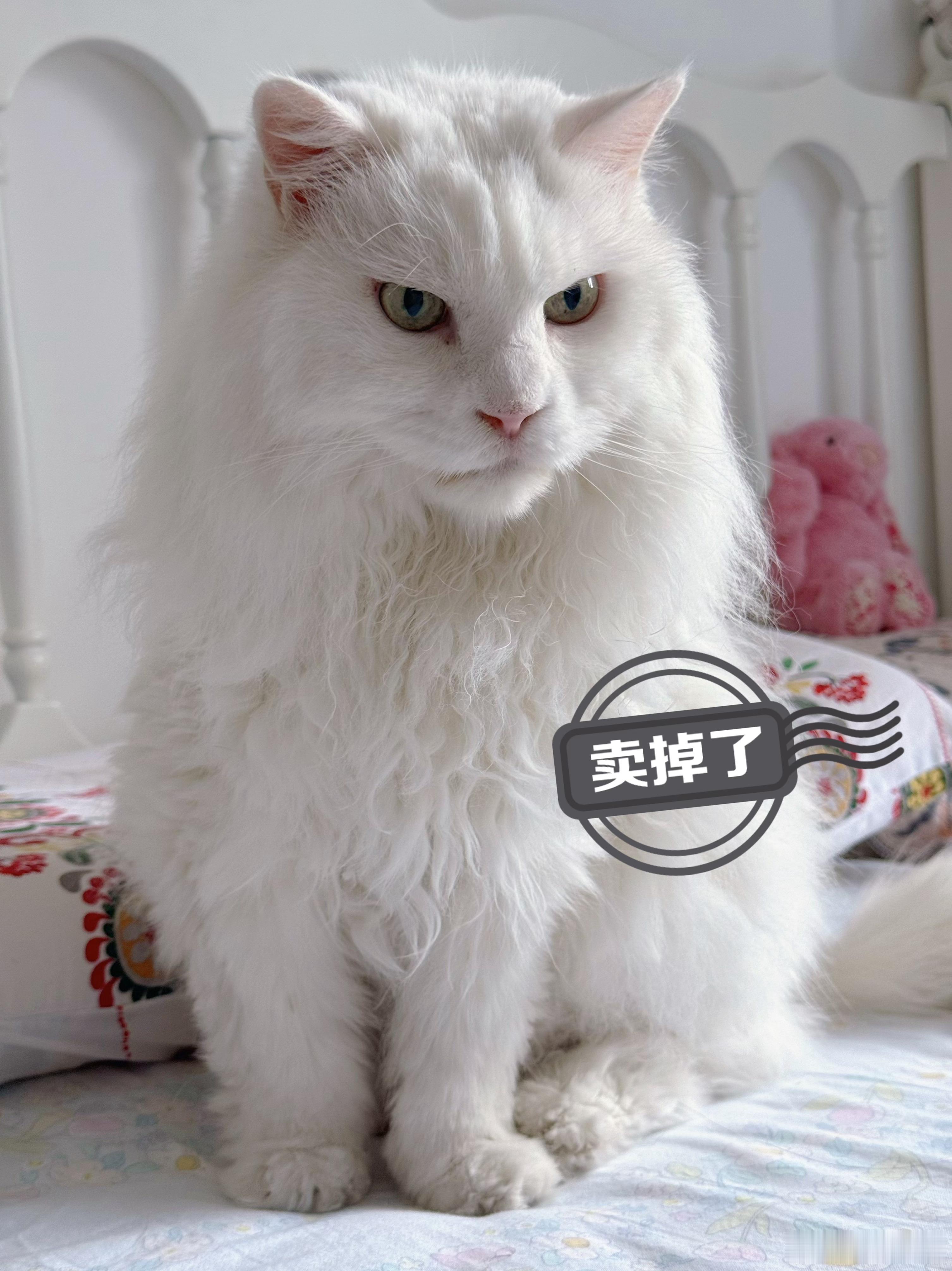 买家看了都得犹豫：这主子脾气好像不太好哄啊 