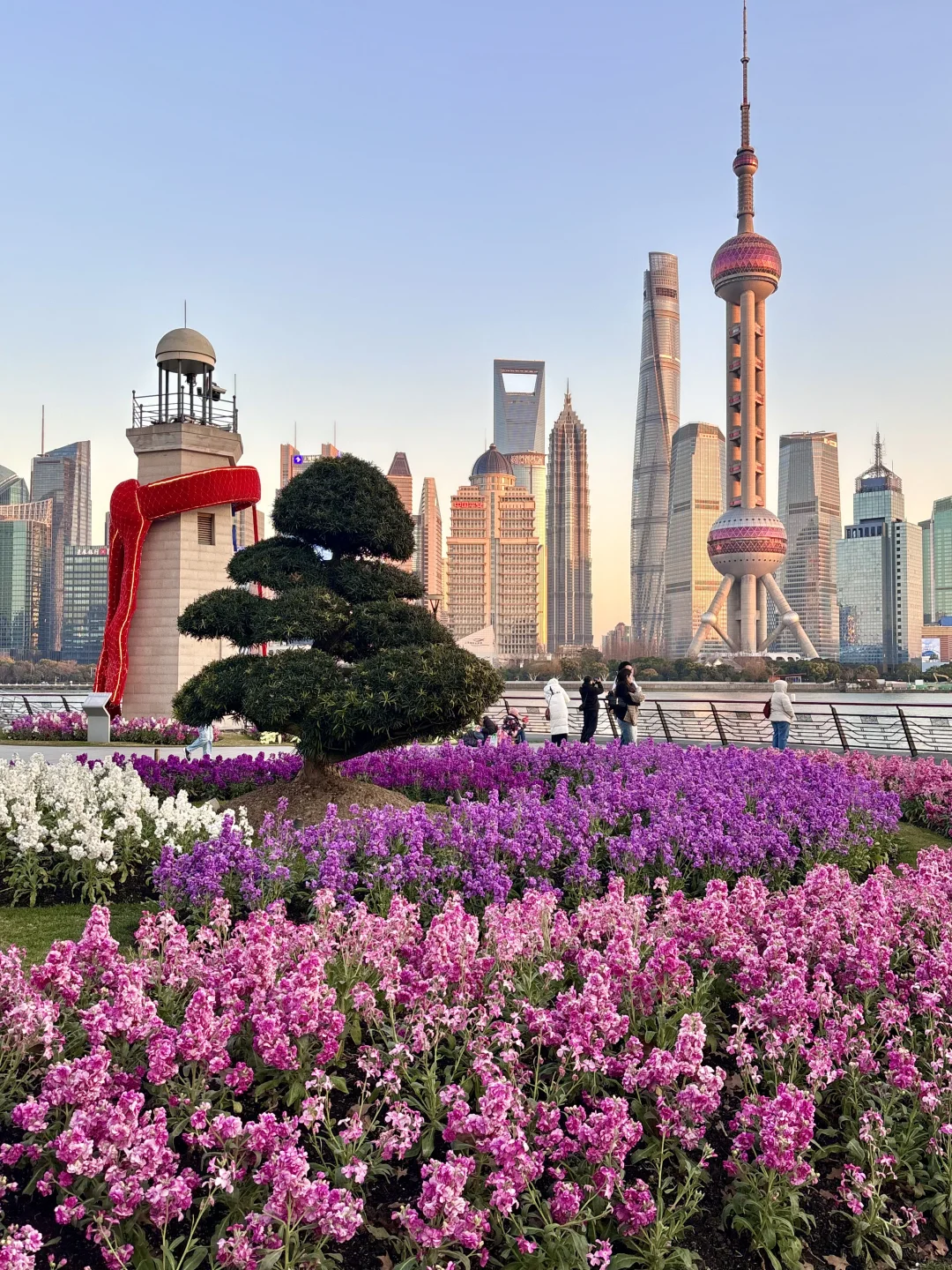 2·12实拍｜上海北外滩紫罗兰美疯了（附攻略）
