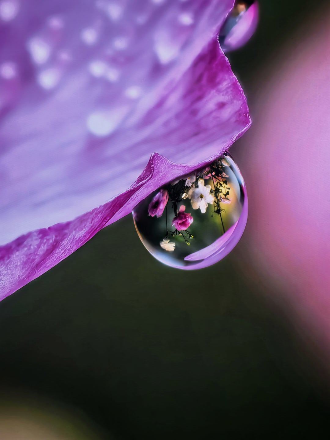 大阔折Pura X Max的影像配置，也是给到旗舰水准的。这个长焦微距效果，一如