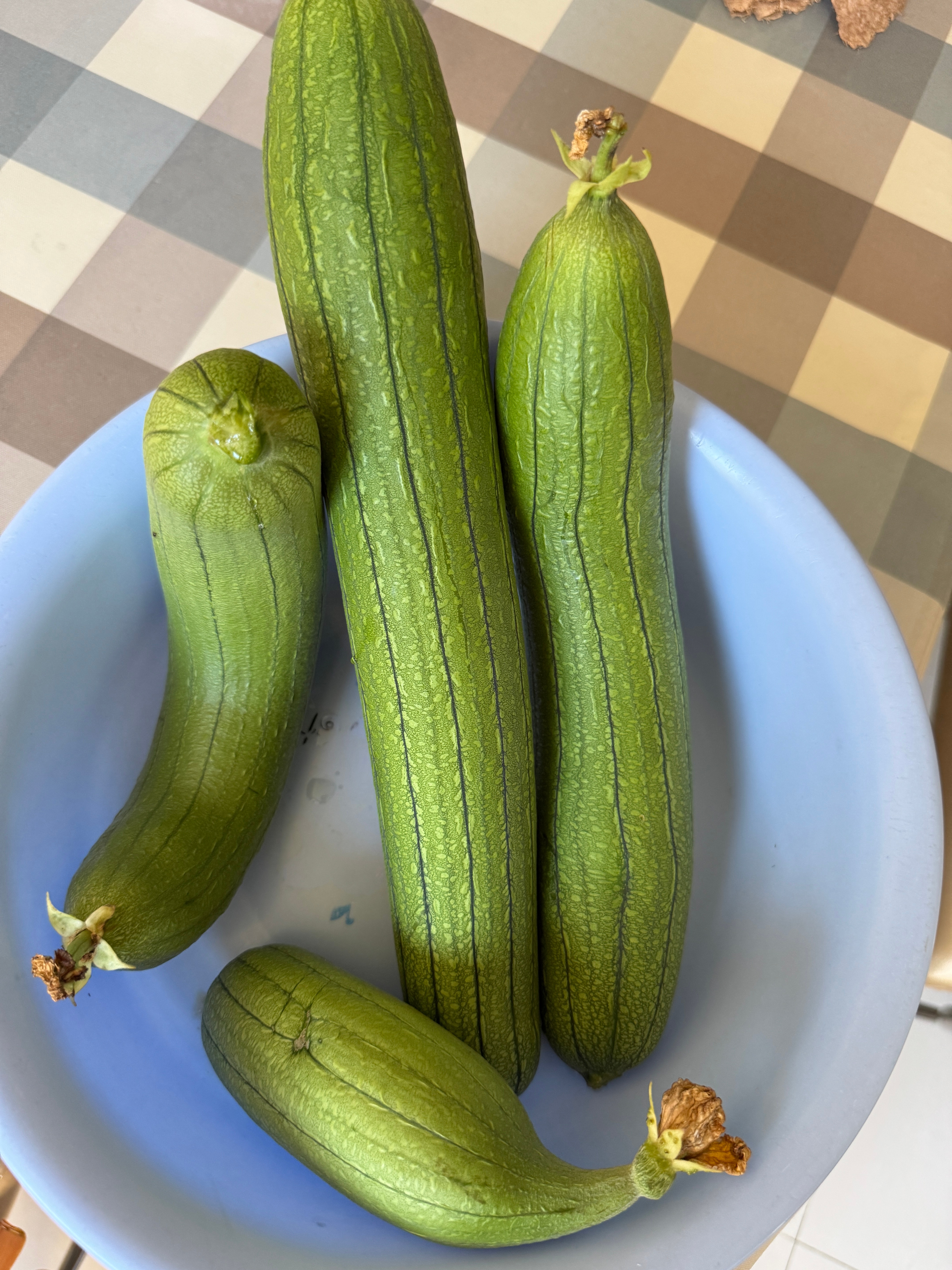 大美江苏一起拍 阳台菜园真不差，落市还有许多瓜！今天摘了一茬，明天还可以收获一次