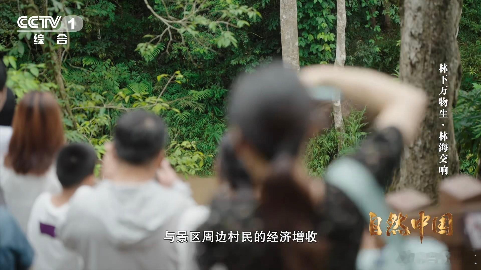 亚洲象头顶有两个聪明包云南可以在桥上看大象 桥上观象太治愈！近距离邂逅野生亚洲象