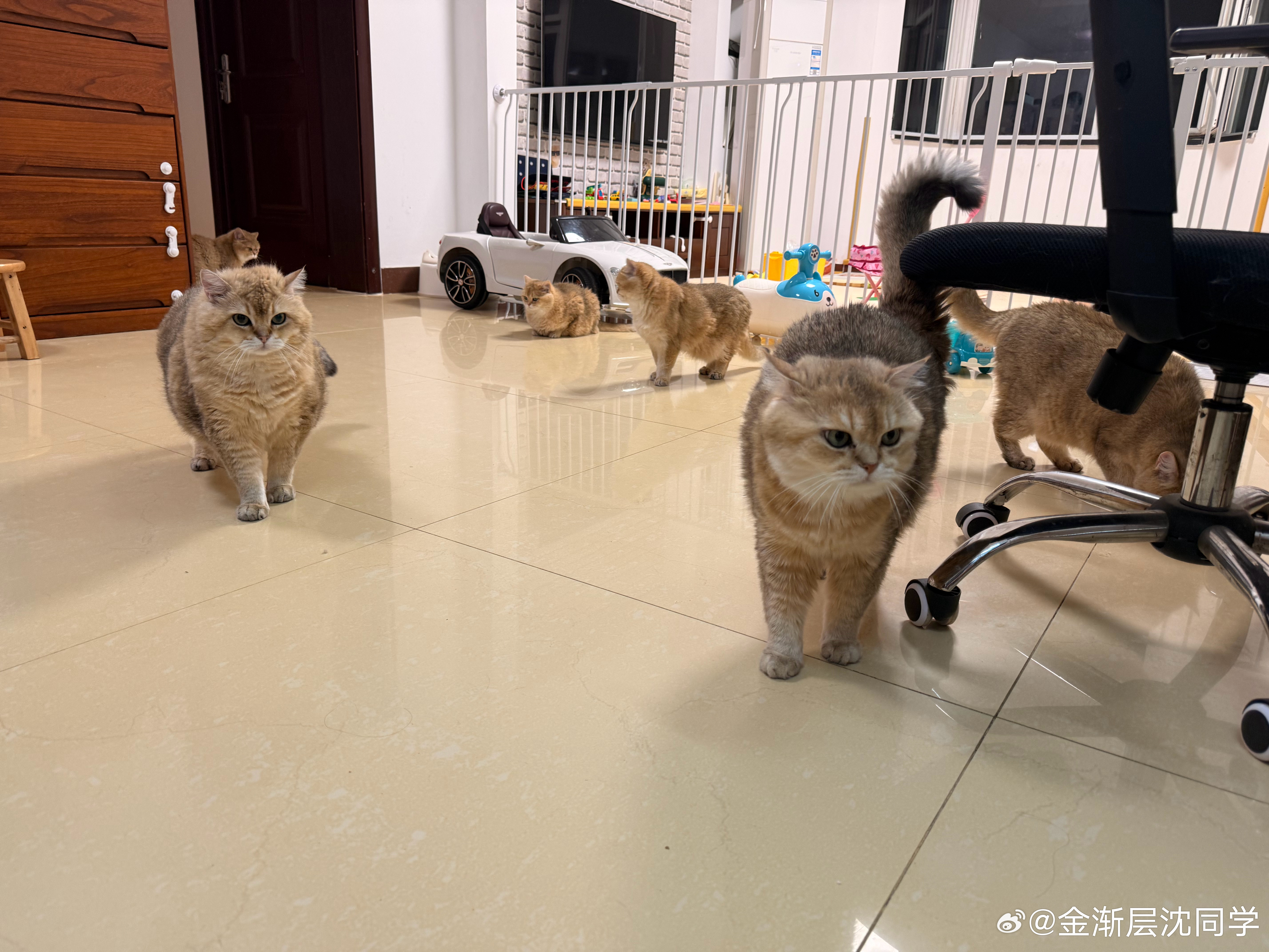 北京暴雨，震耳的雷声一响，家里小猫咪瞬间都醒了萌宠猫咪