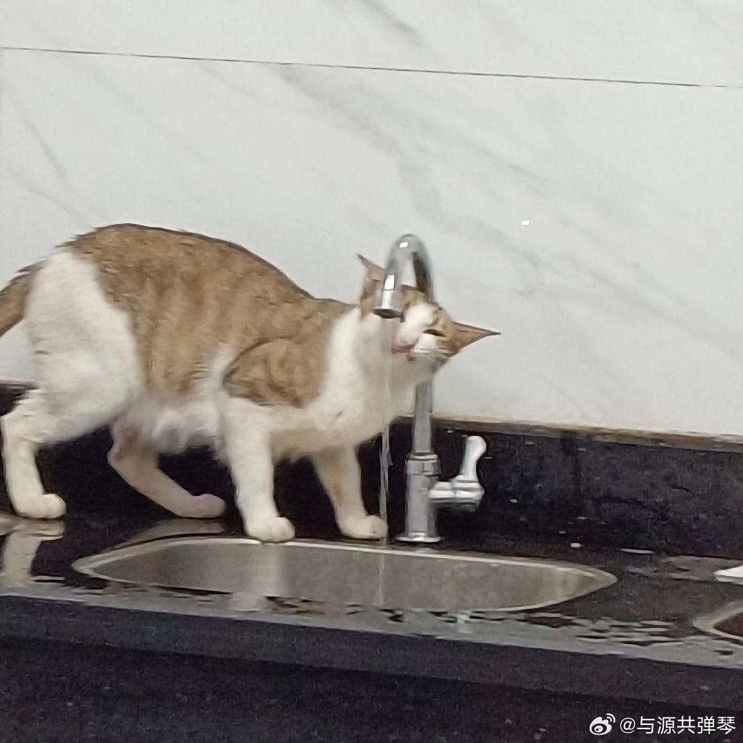 我滴妈吃完宵夜洗手发现小猫这样喝水第一次见 