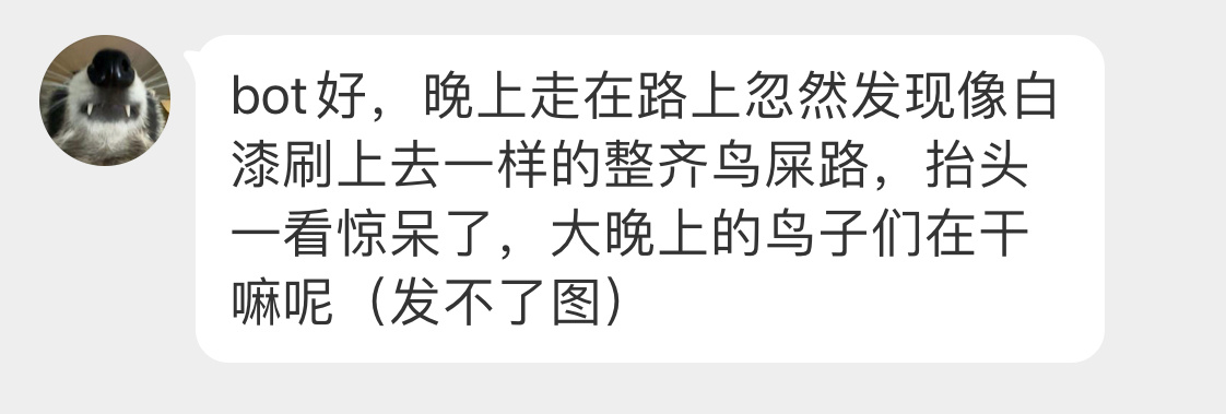 #鸟粉投稿# 电线杆上的燕子晚上聚集在这里睡觉觉💤呢粑粑跟下雨一样（粉刷匠 ​