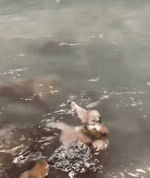 网友说这是“水鬼”
我的天吶
大白天就敢出现在烈日之下吗？[抠鼻]