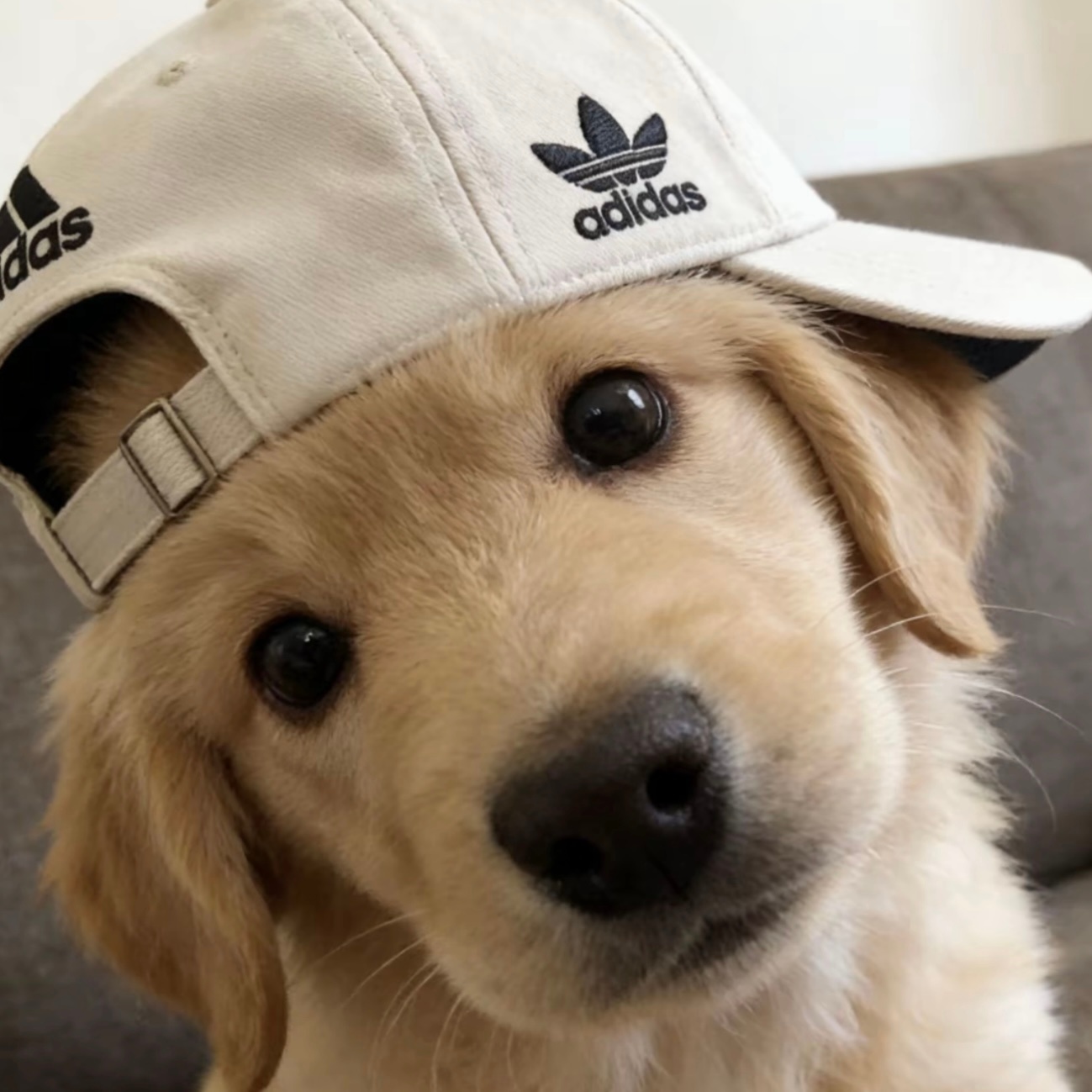 悠悠犬 ​​​