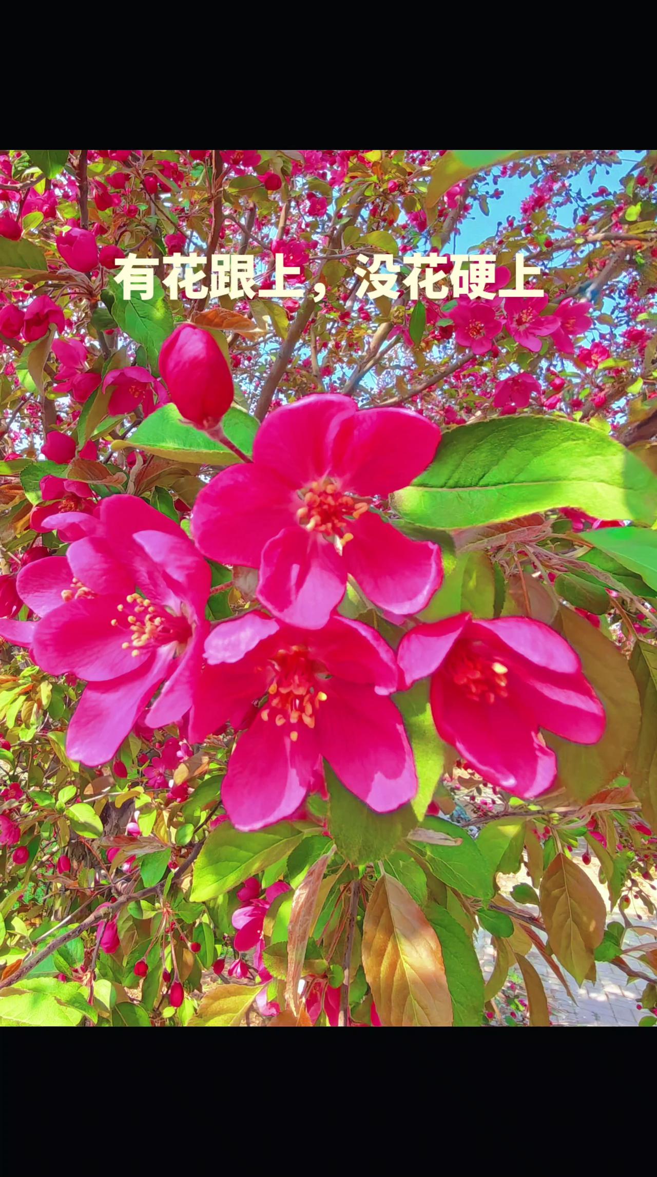 分享一张你拍的花吧