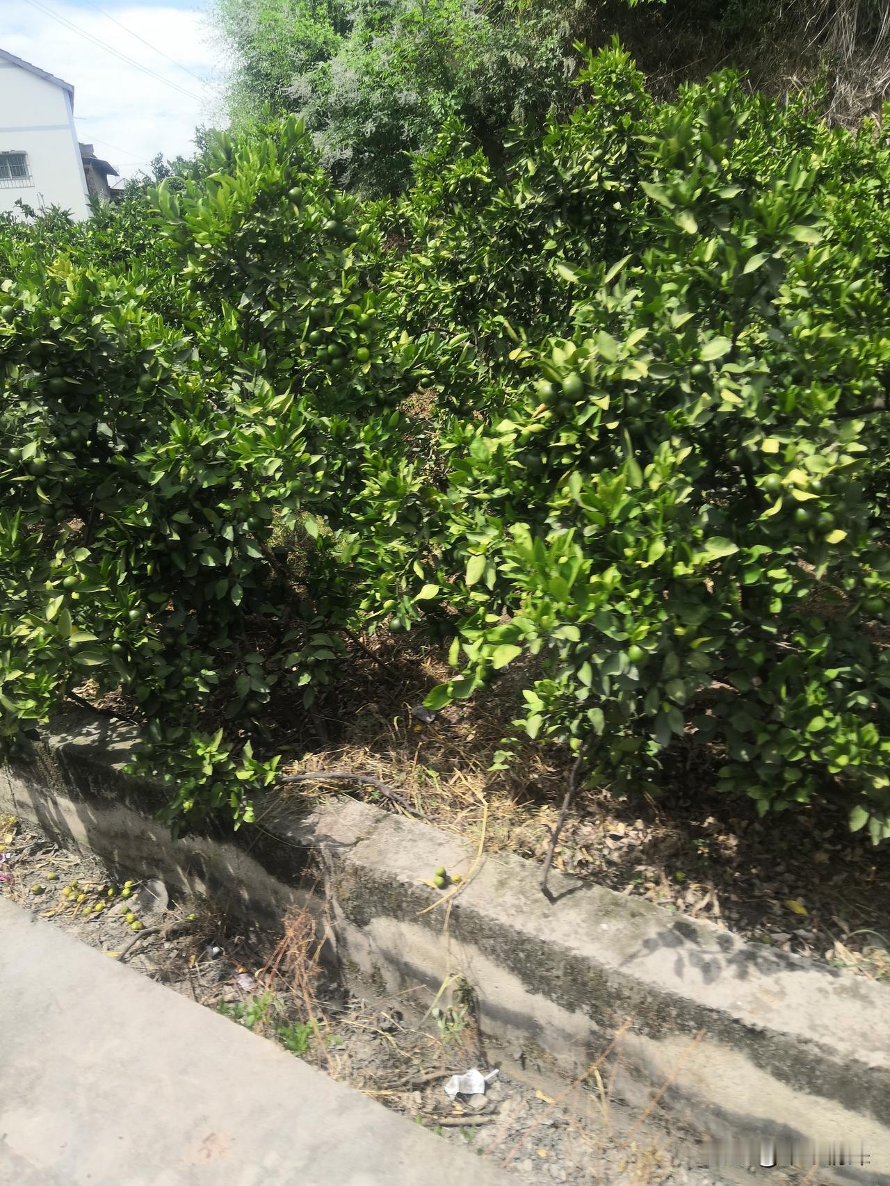 资阳市风景
近日路过，这里是资阳市雁江区很美的一段路程，有一个很美的乡镇，那里枝