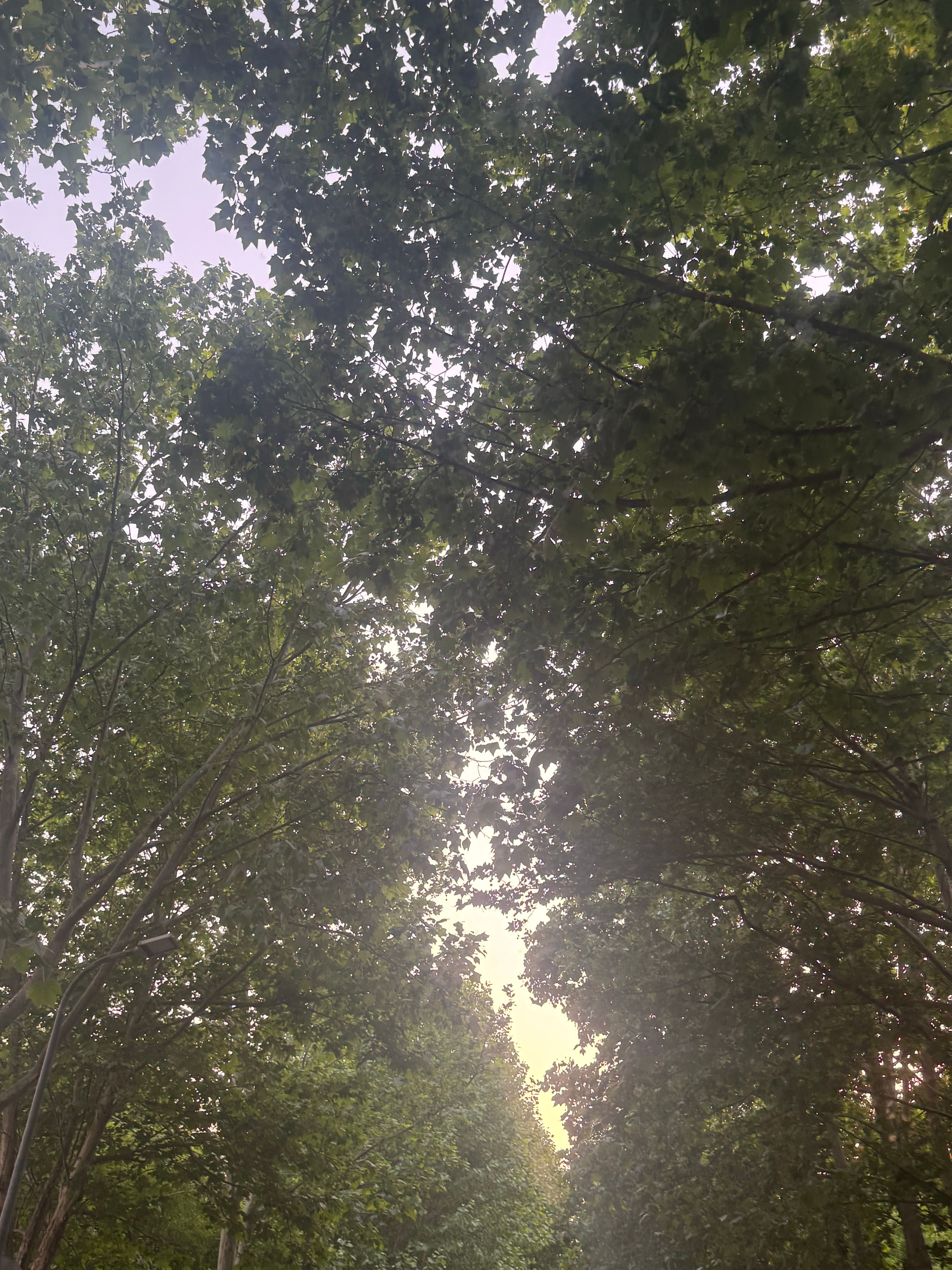 北京天气现在总是突然降温又突然升温的…真是很难不感冒吧！不过好在柳絮好些了但是冷
