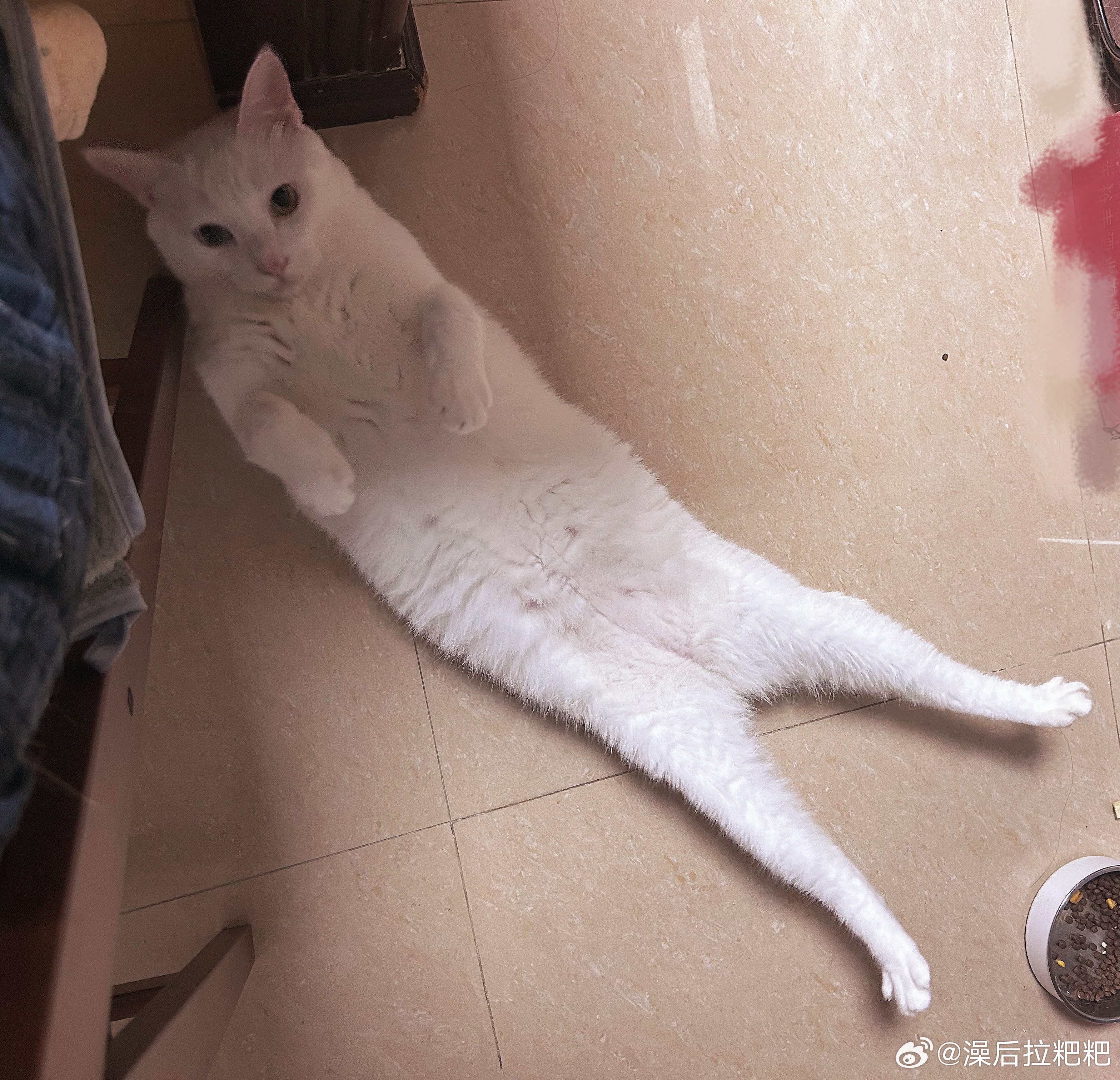 像丑猫抱枕 