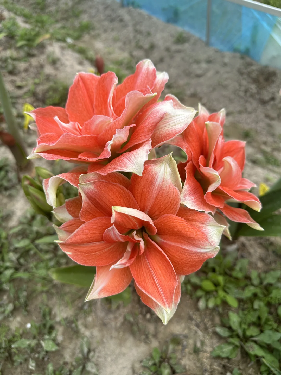 珊瑚之星太美啦