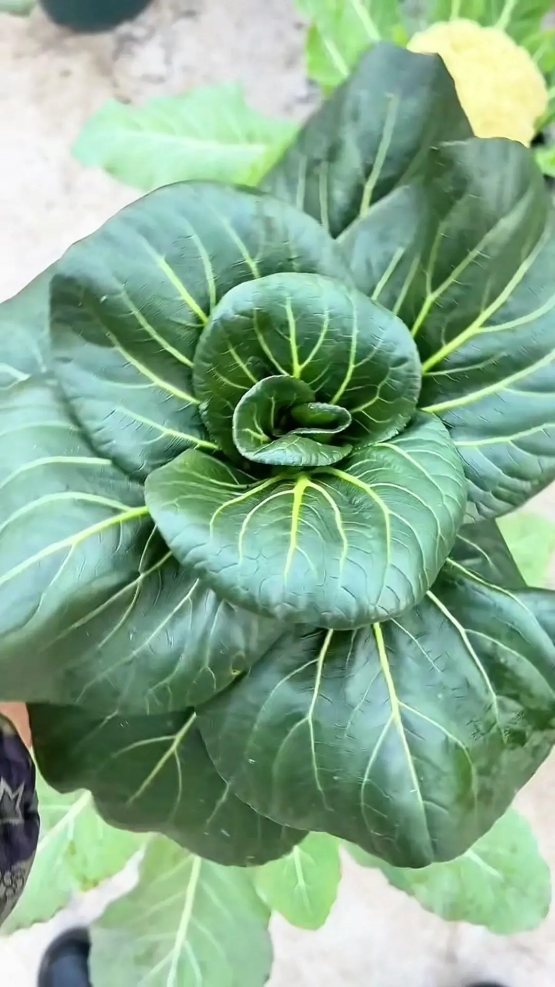 移栽苏州青的实用小技巧。🌱苏州青长到四五片针叶时就可以准备移栽。 1...