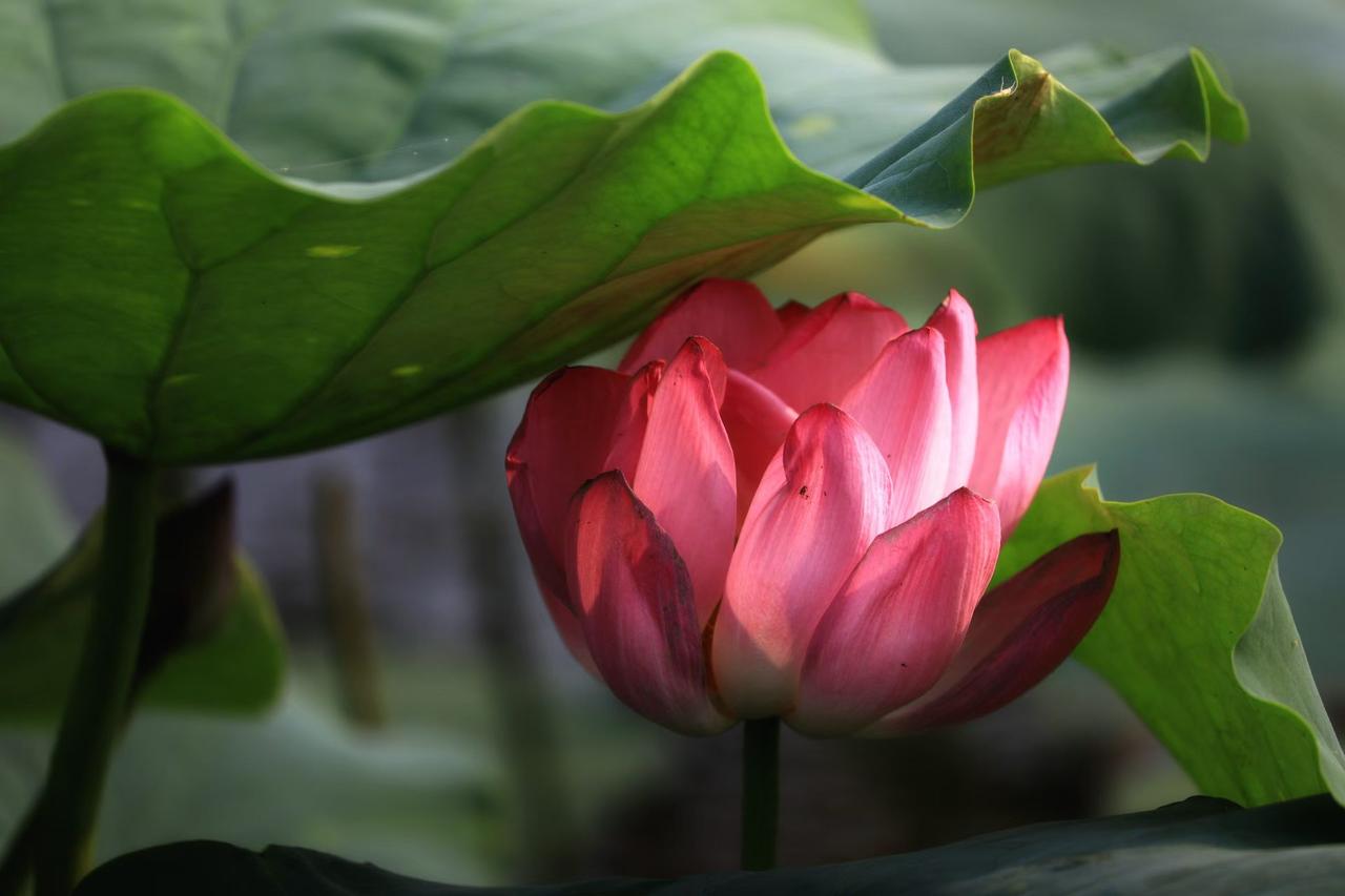 ​
2. 荷风送凉意，花开自安然
​
3. 一池粉黛，抚平伏天燥热