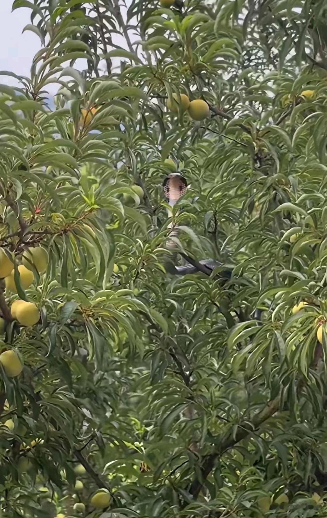 看到这一幕才知道，我买的李子贵有贵的道理