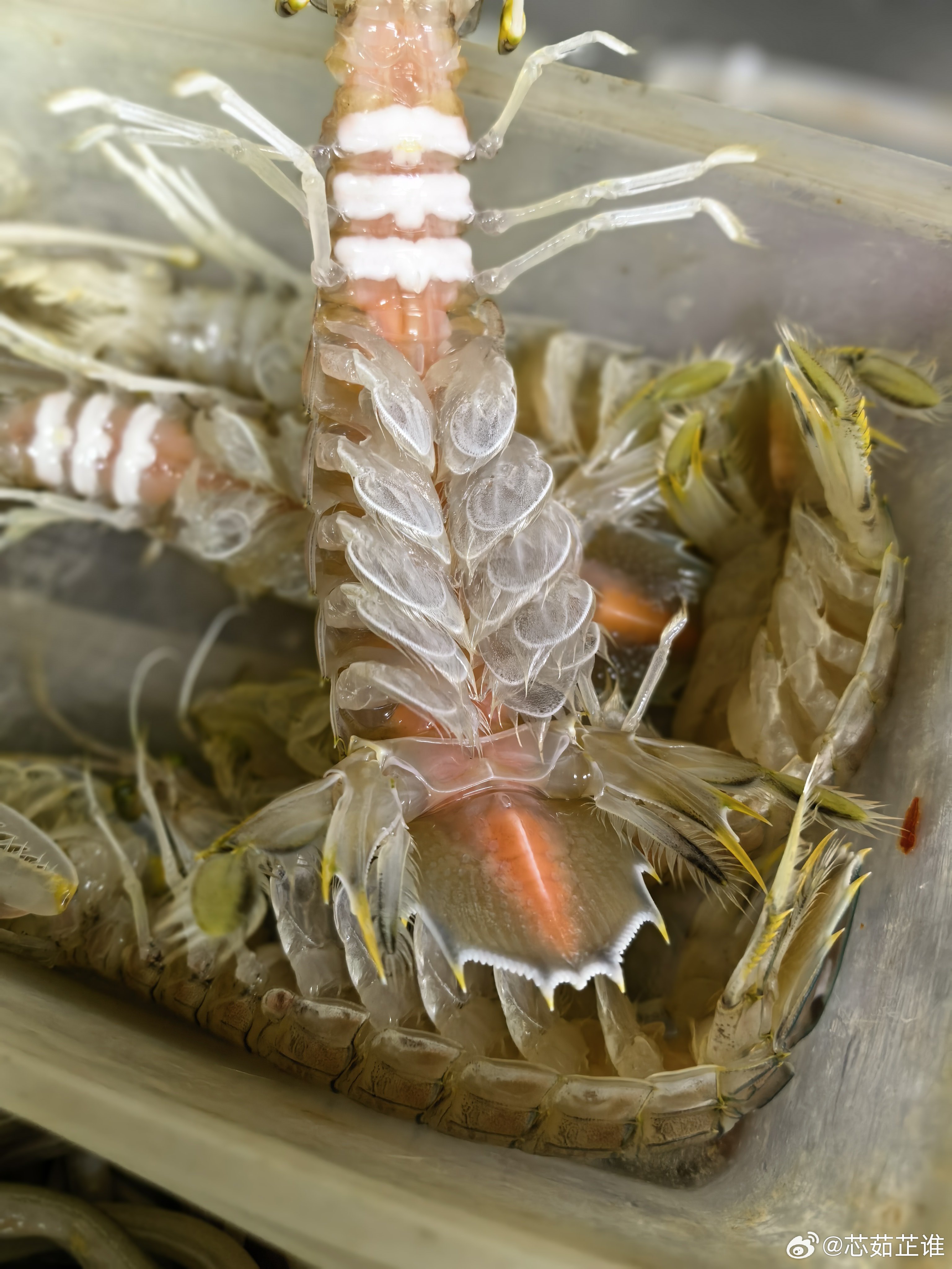 来湛江...怎么能少得了塑料皮皮虾呢？ ​​​