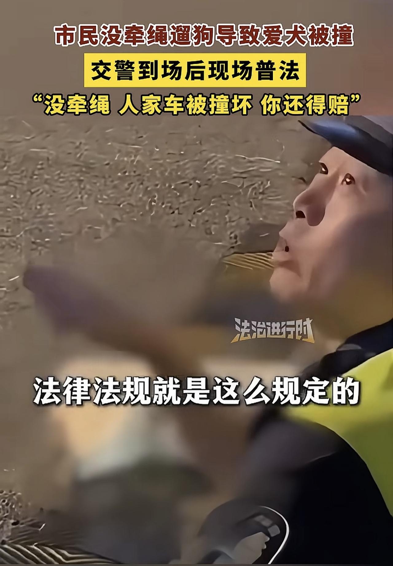 “法律就是这么规定的，没牵绳的狗，一律按照野狗来处理！”
不得不说这位交警真的太