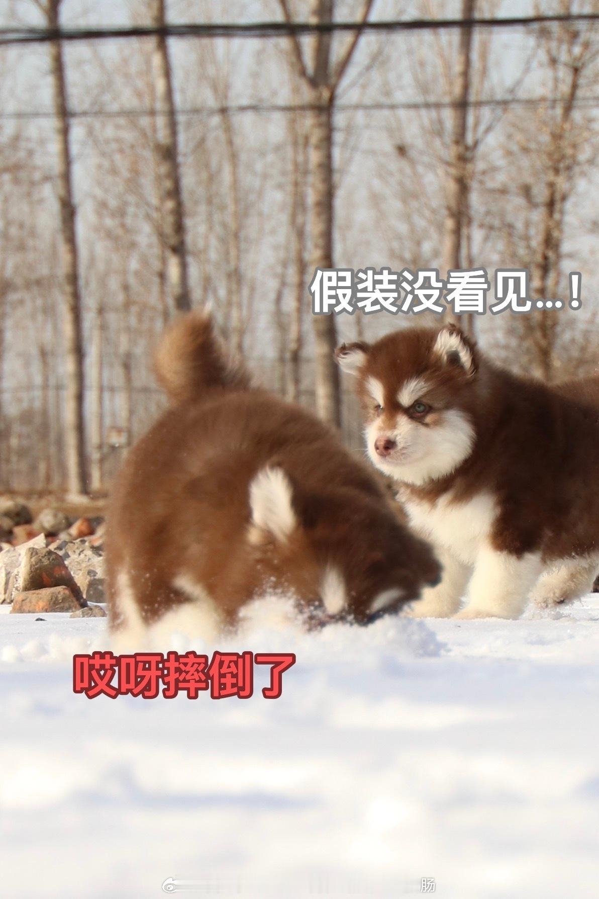 小狗狗的尴尬[哈哈][哈哈] ​​​