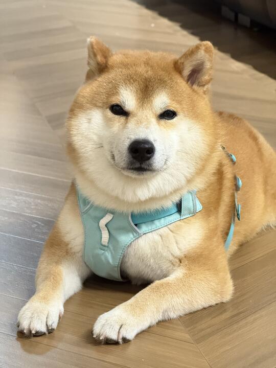 我的微笑唇可是天生的哦