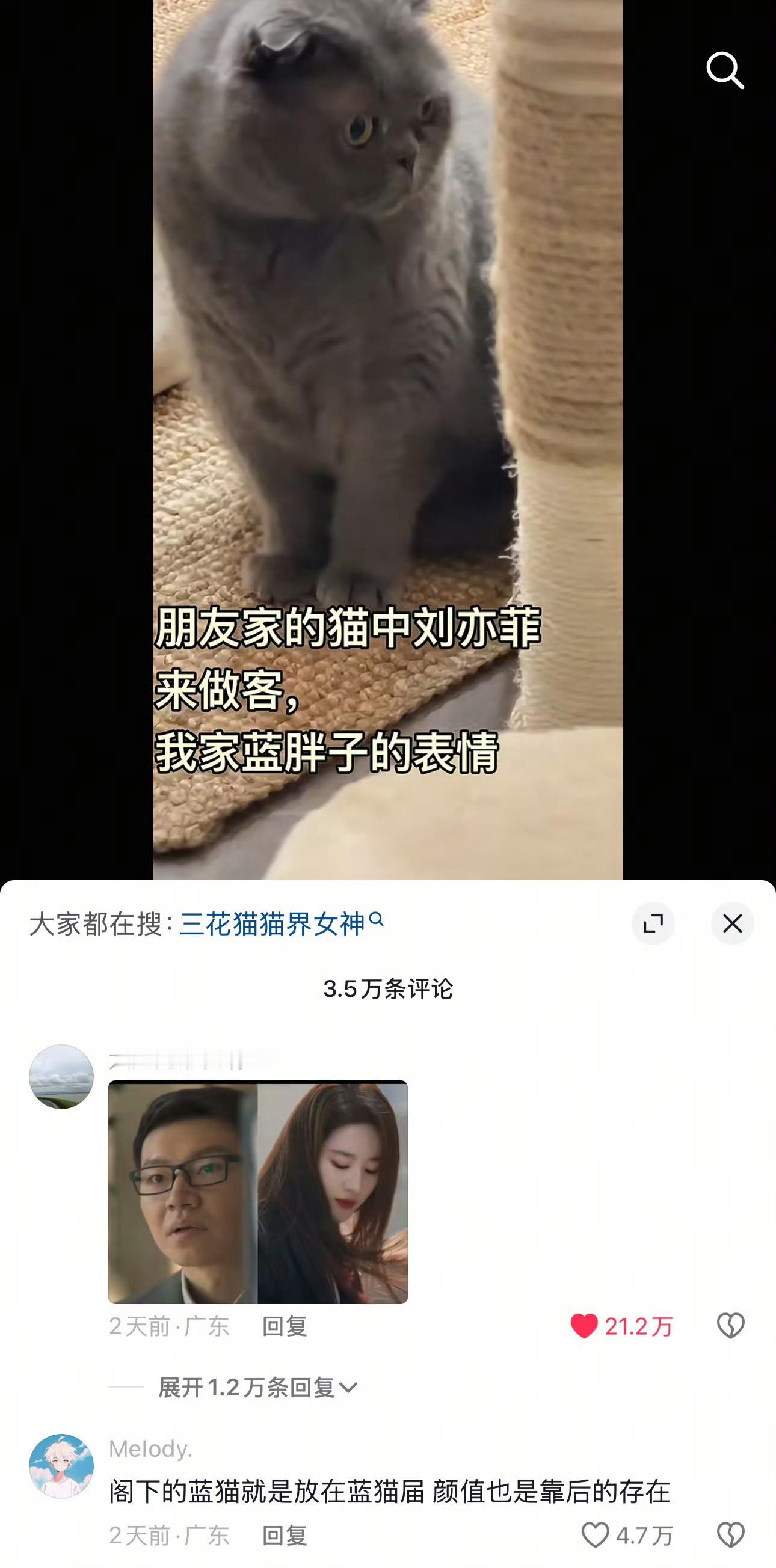你的指甲盖真像刘亦菲哈哈哈哈哈猫界刘亦菲这个梗实在是太火了 ​​​