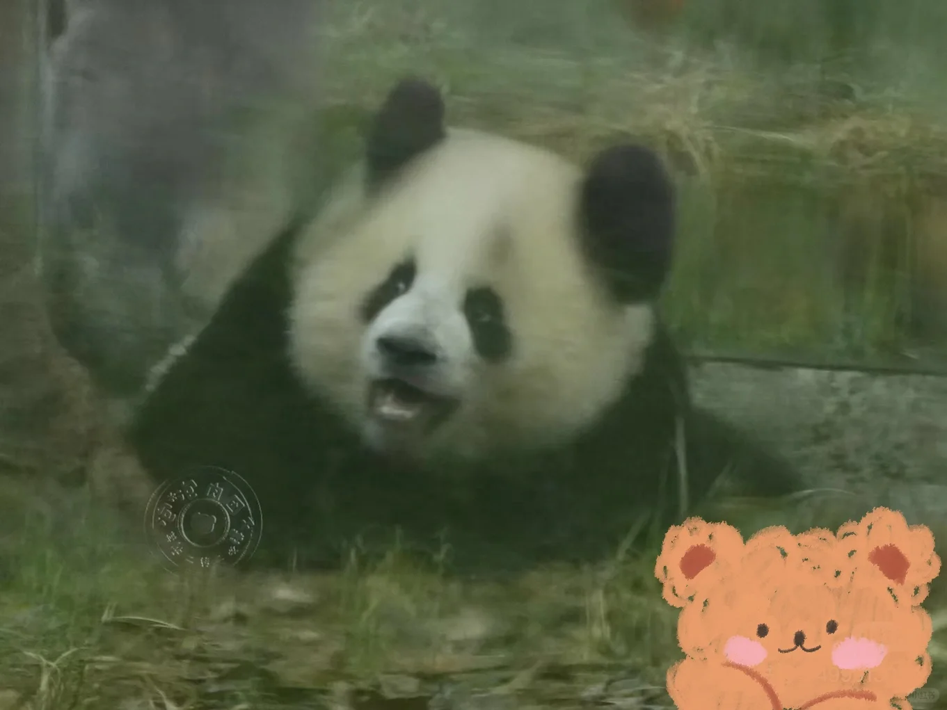 养一只100天左右的熊猫应该准备些啥？