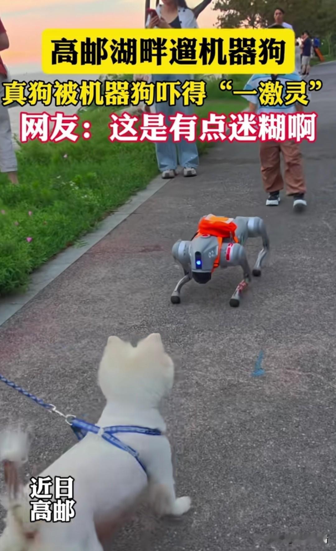 扬州高邮湖畔散步撞见名场面！有人牵着铁疙瘩机器狗遛弯，旁边的真小狗当场被惊得一激