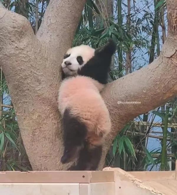 萌界天花板的睿宝宝！[飞吻][飞吻][飞吻][飞吻]
自带表情包，古灵精怪，灵气