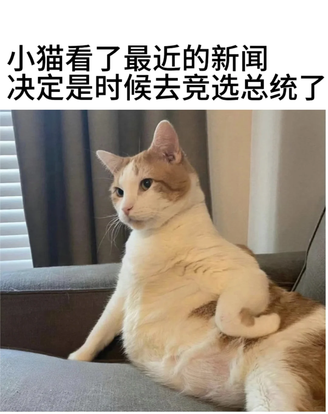 猫猫当总统 谁同意谁反对？！