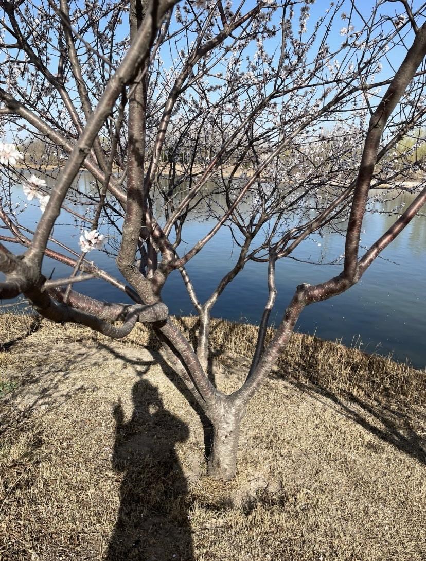 有点春天的气息了……
空气里多了点春天的信息，不再是刺骨的冷，而是轻轻柔柔拂过脸