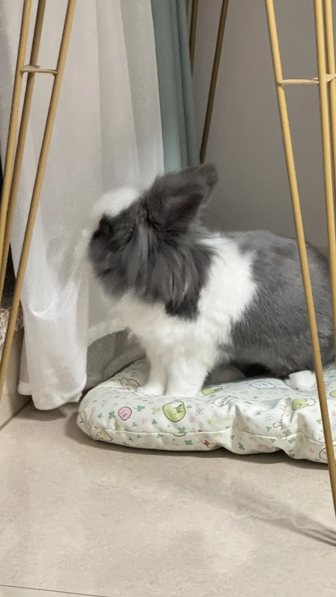 这只兔子有点闲