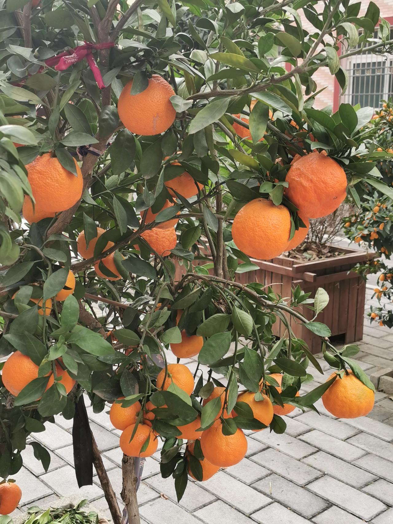 中央1号文件，已于1月3日发布，就农村电商发展，提出了新的指导方针。
    “
