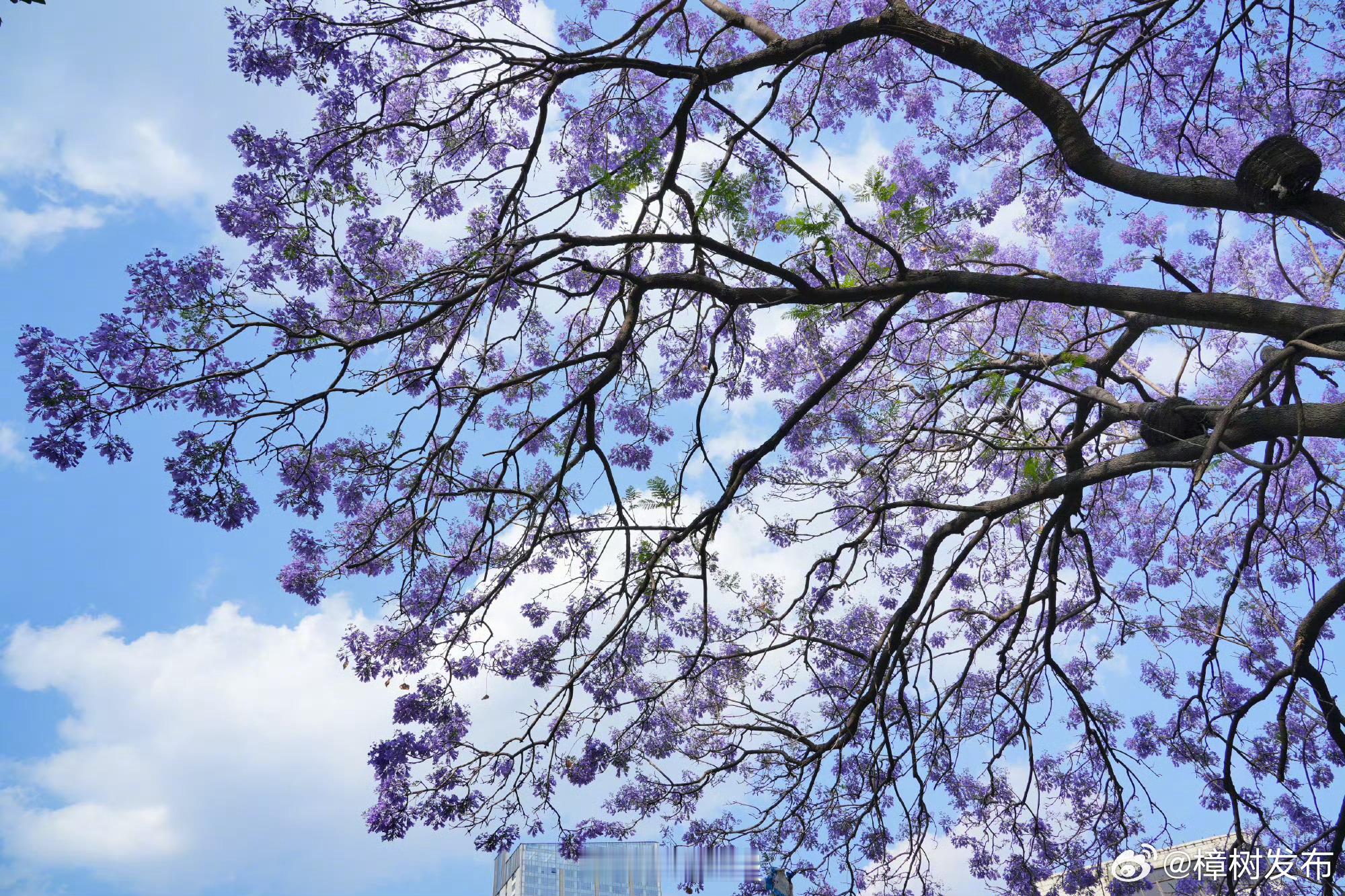 【昆明蓝花楹上新】4月22日，云南昆明，一道路两旁的蓝花楹盛开，吸引了不少市民游