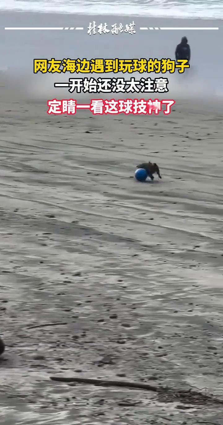 网友海边遇到玩球的狗子，一开始还没太注意，定睛一看这球技神了。
桂林融媒。
来源