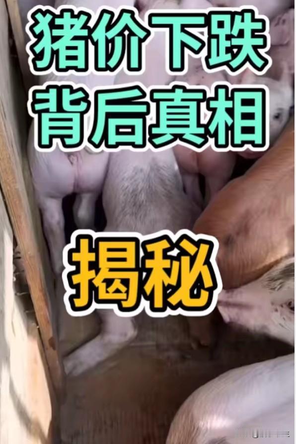 猪价再创7年新低，离历史最低仅差3毛！消费者喜提"猪肉自由"，但养殖户却愁眉不展