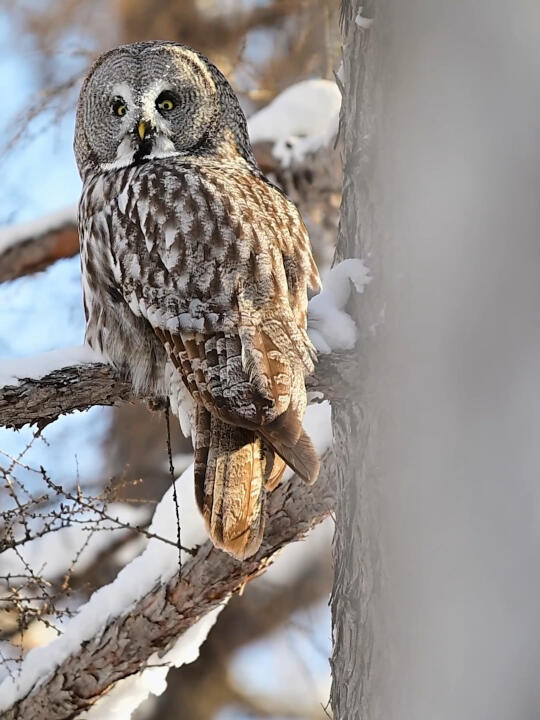 一组Live📹图，带你在林海雪原里过“圆鸮节”！