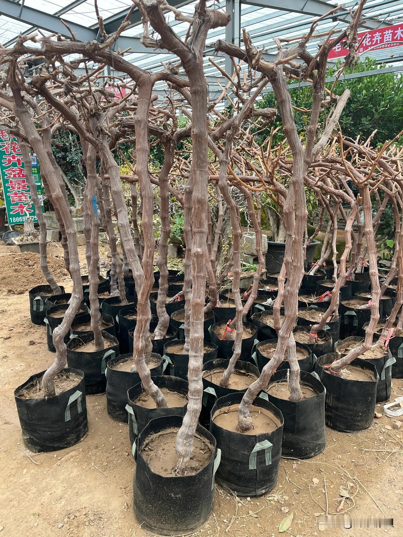 高杆阳光玫瑰，有小院子里栽上一棵，塔个架子往上爬，夏天乘凉，秋天吃果，果实成熟后