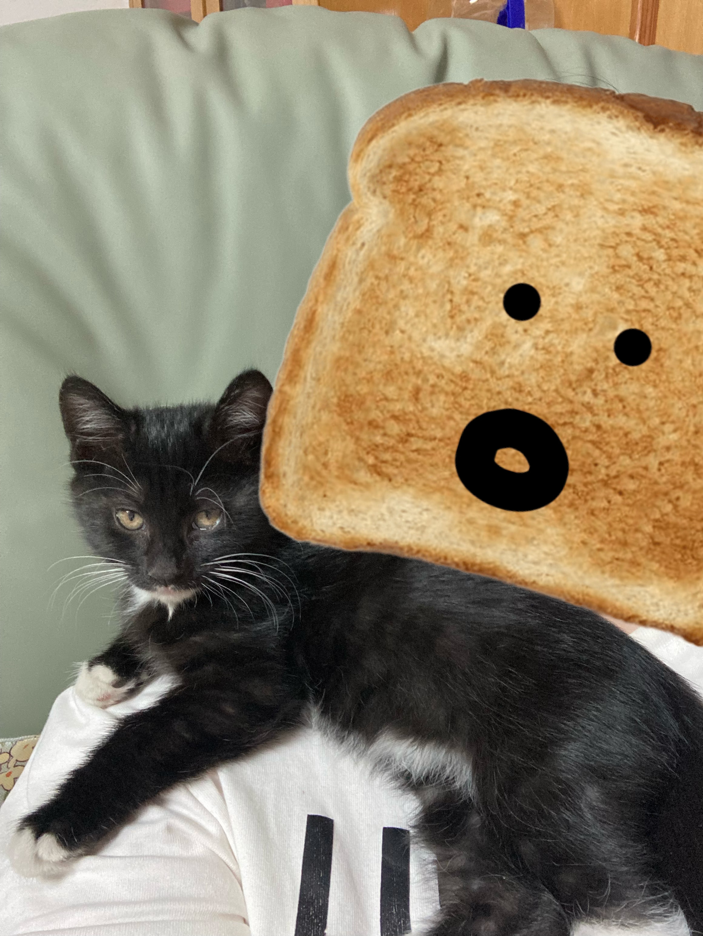 🥹🥹🥹你们怎么知道猫猫到家第6天就趴我身上睡觉了……😇😇😇 