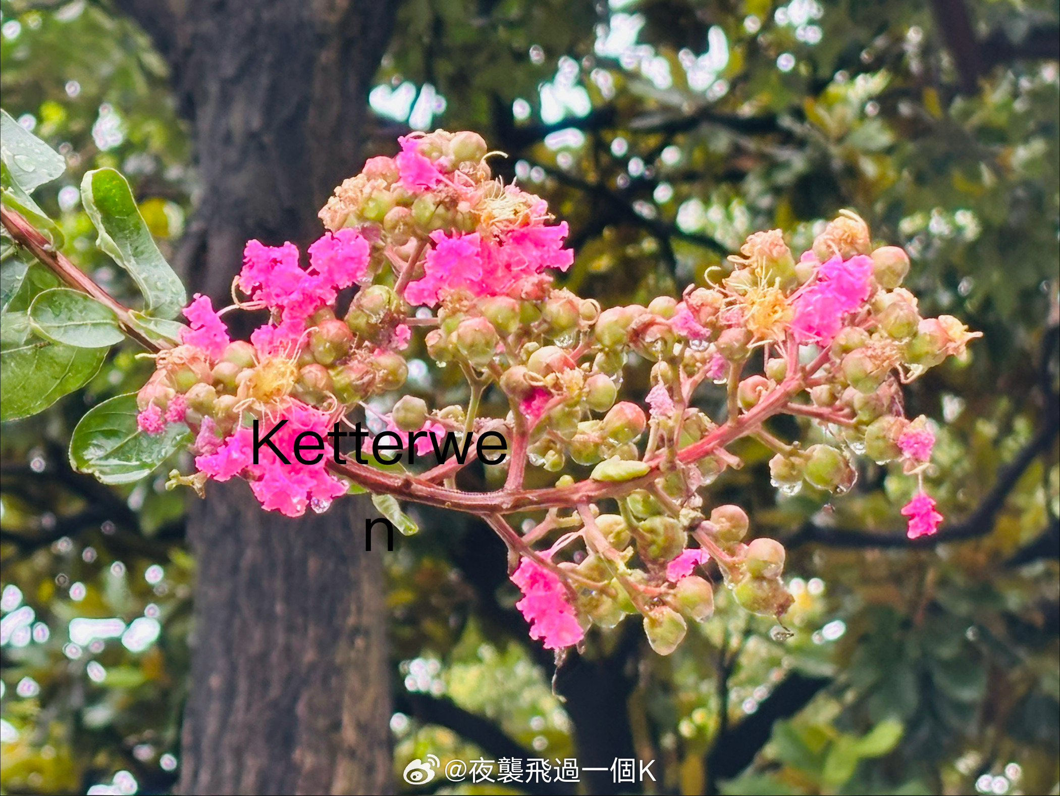 六月初六の花花💐  专栏 · 彼岸花正始—古道音尘未绝🍃