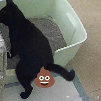 49339【丑猫】这位地包天已连续多天只愿意前脚进猫砂盆💩拉盆外 
