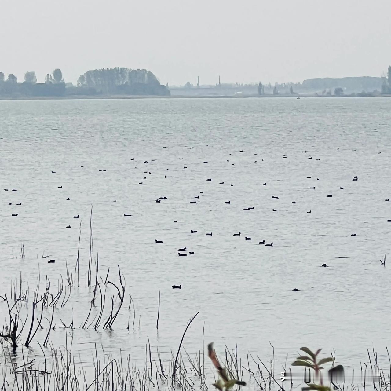 黑压压一片，早上起来去白龟湖建业森林半岛东南侧，看看红嘴海鸥来了没有，红嘴海鸥还