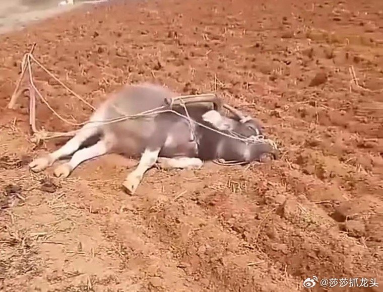 躺平了！这个时候再割，再减苍没有一点含义了！逻辑思维跟技术含量再这个行情一点作用