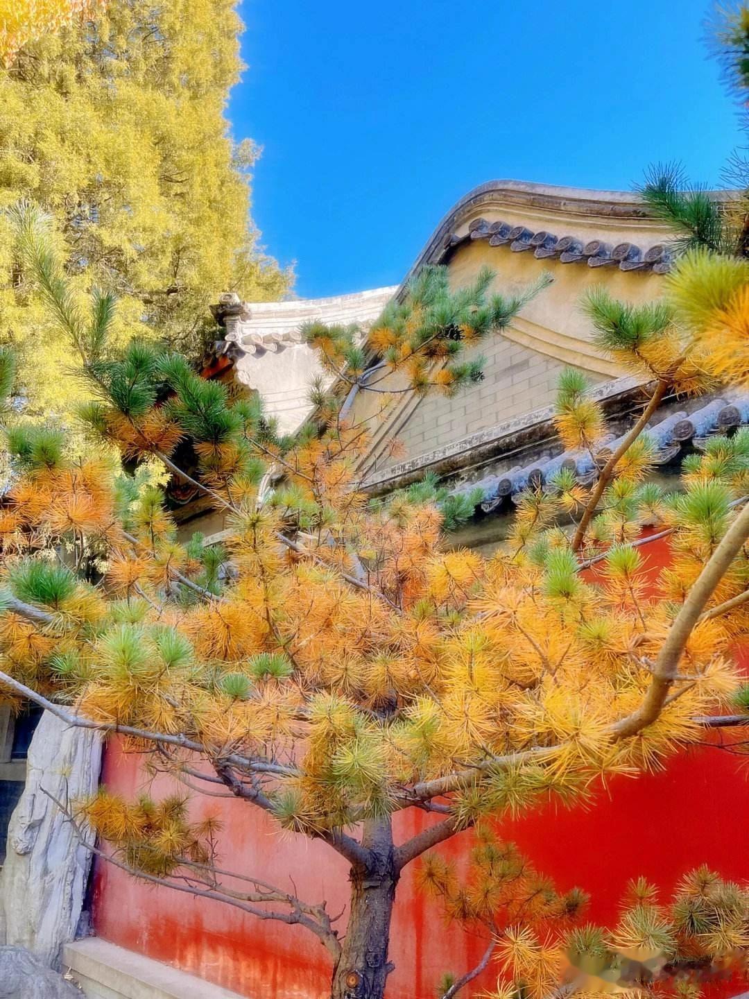 日坛公园是一个比较小众的公园，地处北京东三环第一使馆区的中心位置！
整个公园给人