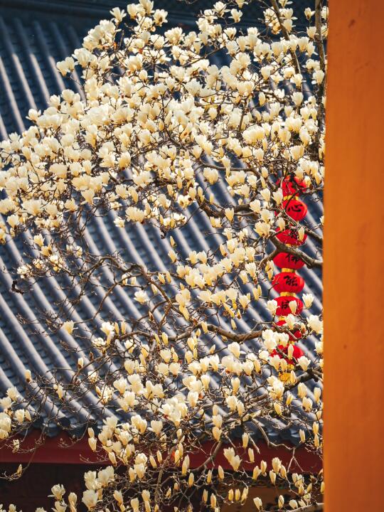 法喜寺500岁古玉兰进入倒计时❗️错过等一年