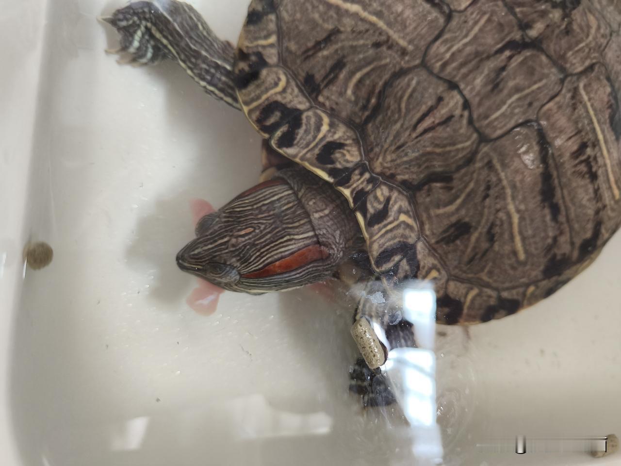 养龟,需天天换水吗?我家龟十六岁了春夏秋季每天必须换水，特别是夏季每天要换多次水